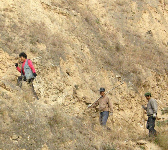 雖沒(méi)有十里桃林，漫山遍野的灼灼芳華。但我們有萬(wàn)畝國(guó)家級(jí)標(biāo)準(zhǔn)化油橄欖種植示范基地，漫山遍野，香氣撲鼻。畝是中國(guó)市制土地面積單位，一畝等于六十平..