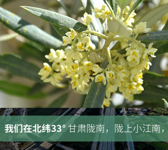 武都的氣候、土壤等與地中海沿岸極其相似，同處于世界頂級(jí)油橄欖黃金生產(chǎn)帶（32°58--33°36）年平均氣溫為14.7°，年日照時(shí)數(shù)1911..